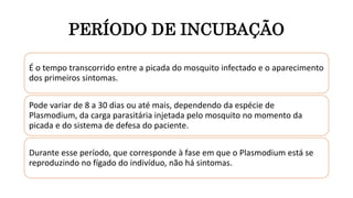PERÍODO DE INCUBAÇÃO
É o tempo transcorrido entre a picada do mosquito infectado e o aparecimento
dos primeiros sintomas.
Pode variar de 8 a 30 dias ou até mais, dependendo da espécie de
Plasmodium, da carga parasitária injetada pelo mosquito no momento da
picada e do sistema de defesa do paciente.
Durante esse período, que corresponde à fase em que o Plasmodium está se
reproduzindo no fígado do indivíduo, não há sintomas.
 