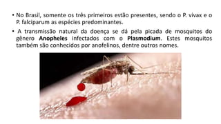 • No Brasil, somente os três primeiros estão presentes, sendo o P. vivax e o
P. falciparum as espécies predominantes.
• A transmissão natural da doença se dá pela picada de mosquitos do
gênero Anopheles infectados com o Plasmodium. Estes mosquitos
também são conhecidos por anofelinos, dentre outros nomes.
 