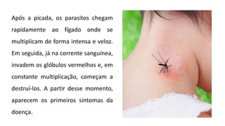 Após a picada, os parasitos chegam
rapidamente ao fígado onde se
multiplicam de forma intensa e veloz.
Em seguida, já na corrente sanguínea,
invadem os glóbulos vermelhos e, em
constante multiplicação, começam a
destruí-los. A partir desse momento,
aparecem os primeiros sintomas da
doença.
 