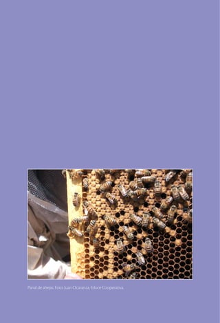Panal de abejas. Foto: Juan Ocaranza, Educe Cooperativa.
 