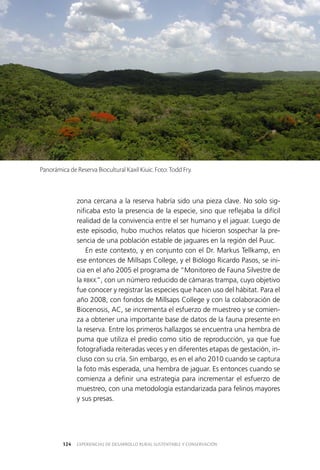 EXPERIENCIAS DE DESARROLLO RURAL SUSTENTABLE Y CONSERVACIÓN124
zona cercana a la reserva habría sido una pieza clave. No solo sig­
nificaba esto la presencia de la especie, sino que reflejaba la difícil
realidad de la convivencia entre el ser humano y el jaguar. Luego de
este episodio, hubo muchos relatos que hicieron sospechar la pre­
sencia de una población estable de jaguares en la región del Puuc.
En este contexto, y en conjunto con el Dr. Markus Tellkamp, en
ese entonces de Millsaps College, y el Biólogo Ricardo Pasos, se ini­
cia en el año 2005 el programa de “Monitoreo de Fauna Silvestre de
la RBKK”, con un número reducido de cámaras trampa, cuyo objetivo
fue conocer y registrar las especies que hacen uso del hábitat. Para el
año 2008, con fondos de Millsaps College y con la colaboración de
Biocenosis, AC, se incrementa el esfuerzo de muestreo y se comien­
za a obtener una importante base de datos de la fauna presente en
la reserva. Entre los primeros hallazgos se encuentra una hembra de
puma que utiliza el predio como sitio de reproducción, ya que fue
fotografiada reiteradas veces y en diferentes etapas de gestación, in­
cluso con su cría. Sin embargo, es en el año 2010 cuando se captura
la foto más esperada, una hembra de jaguar. Es entonces cuando se
comienza a definir una estrategia para incrementar el esfuerzo de
muestreo, con una metodología estandarizada para felinos mayores
y sus presas.
Panorámica de Reserva Biocultural Kaxil Kiuic. Foto: Todd Fry.
 