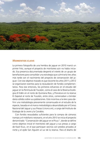 125MONITOREO DE BIODIVERSIDAD Y CONSERVACIÓN
Momentos clave
La primera fotografía de una hembra de jaguar en 2010 marcó un
primer hito, aunque el proyecto de monitoreo aún no había inicia­
do. Esa presencia documentada despertó el interés de un grupo de
benefactores para consolidar una estrategia que culminaría tres años
más tarde con el nacimiento del proyecto de conservación del ja­
guar. Con ese objetivo trazado es que durante los años 2011 y 2012
se organizaron eventos para la recaudación de fondos complemen­
tarios. Para ese entonces, los primeros esfuerzos en el estudio del
jaguar en la Península de Yucatán, como el caso de la Reserva Ecoló­
gica El Edén en el norte de Quintana Roo, y Pronatura en la reserva
El Zapotal al norte de Yucatán, entre otros, comenzaban a brindar
datos sólidos sobre sus poblaciones. Esto incentiva a la RBKK para de­
finir una metodología previamente consensuada en el estudio de la
especie, basada en el marco metodológico desarrollado por el Censo
Nacional del Jaguar y sus Presas (CENJAGUAR), a cargo del Instituto de
Ecología de la UNAM y la Conabio.
Con fondos recaudados suficientes para la compra de cámaras
trampa y el mobiliario necesario, en el año 2013 se inicia el proyecto
denominado “Conservación del jaguar en el Puuc”, donde se define
como objetivo inicial el monitoreo del jaguar y sus presas a cargo
de Kaxil Kiuic, en el que participan vecinos con predios privados al
norte y el ejido San Agustín al sur de la reserva. Para el diseño de
 