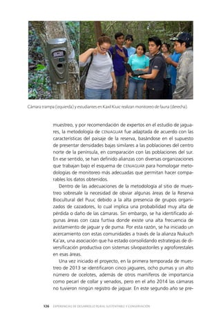 EXPERIENCIAS DE DESARROLLO RURAL SUSTENTABLE Y CONSERVACIÓN126
muestreo, y por recomendación de expertos en el estudio de jagua­
res, la metodología de CENJAGUAR fue adaptada de acuerdo con las
características del paisaje de la reserva, basándose en el supuesto
de presentar densidades bajas similares a las poblaciones del centro
norte de la península, en comparación con las poblaciones del sur.
En ese sentido, se han definido alianzas con diversas organizaciones
que trabajan bajo el esquema de CENJAGUAR para homologar meto­
dologías de monitoreo más adecuadas que permitan hacer compa­
rables los datos obtenidos.
Dentro de las adecuaciones de la metodología al sitio de mues­
treo sobresale la necesidad de obviar algunas áreas de la Reserva
Biocultural del Puuc debido a la alta presencia de grupos organi­
zados de cazadores, lo cual implica una probabilidad muy alta de
pérdida o daño de las cámaras. Sin embargo, se ha identificado al­
gunas áreas con caza furtiva donde existe una alta frecuencia de
avistamiento de jaguar y de puma. Por esta razón, se ha iniciado un
acercamiento con estas comunidades a través de la alianza Nukuch
Ka’ax, una asociación que ha estado consolidando estrategias de di­
versificación productiva con sistemas silvopastoriles y agroforestales
en esas áreas.
Una vez iniciado el proyecto, en la primera temporada de mues­
treo de 2013 se identificaron cinco jaguares, ocho pumas y un alto
número de ocelotes, además de otros mamíferos de importancia
como pecarí de collar y venados, pero en el año 2014 las cámaras
no tuvieron ningún registro de jaguar. En este segundo año se pre­
Cámara trampa (izquierda) y estudiantes en Kaxil Kiuic realizan monitoreo de fauna (derecha).
 