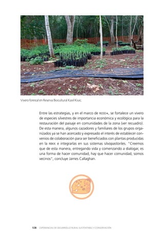 EXPERIENCIAS DE DESARROLLO RURAL SUSTENTABLE Y CONSERVACIÓN128
Entre las estrategias, y en el marco de REDD+, se fortalece un vivero
de especies silvestres de importancia económica y ecológica para la
restauración del paisaje en comunidades de la zona (ver recuadro).
De esta manera, algunos cazadores y familiares de los grupos orga­
nizados ya se han acercado y expresado el interés de establecer con­
venios de colaboración para ser beneficiados con plantas producidas
en la RBKK e integrarlas en sus sistemas silvopastoriles. “Creemos
que de esta manera, entregando vida y comenzando a dialogar, es
una forma de hacer comunidad, hay que hacer comunidad, somos
vecinos”, concluye James Callaghan.
Vivero forestal en Reserva Biocultural Kaxil Kiuic.
 