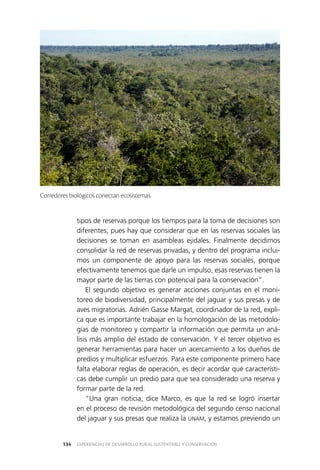 EXPERIENCIAS DE DESARROLLO RURAL SUSTENTABLE Y CONSERVACIÓN134
tipos de reservas porque los tiempos para la toma de decisiones son
diferentes, pues hay que considerar que en las reservas sociales las
decisiones se toman en asambleas ejidales. Finalmente decidimos
consolidar la red de reservas privadas, y dentro del programa inclui­
mos un componente de apoyo para las reservas sociales, porque
efectivamente tenemos que darle un impulso, esas reservas tienen la
mayor parte de las tierras con potencial para la conservación”.
El segundo objetivo es generar acciones conjuntas en el moni­
toreo de biodiversidad, principalmente del jaguar y sus presas y de
aves migratorias. Adrién Gasse Margat, coordinador de la red, expli­
ca que es importante trabajar en la homologación de las metodolo­
gías de monitoreo y compartir la información que permita un aná­
lisis más amplio del estado de conservación. Y el tercer objetivo es
generar herramientas para hacer un acercamiento a los dueños de
predios y multiplicar esfuerzos. Para este componente primero hace
falta elaborar reglas de operación, es decir acordar qué característi­
cas debe cumplir un predio para que sea considerado una reserva y
formar parte de la red.
“Una gran noticia, dice Marco, es que la red se logró insertar
en el proceso de revisión metodológica del segundo censo nacional
del jaguar y sus presas que realiza la UNAM, y estamos previendo un
Corredores biológicos conectan ecosistemas.
 
