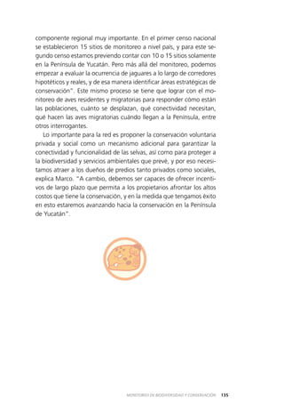 135MONITOREO DE BIODIVERSIDAD Y CONSERVACIÓN
componente regional muy importante. En el primer censo nacional
se establecieron 15 sitios de monitoreo a nivel país, y para este se­
gundo censo estamos previendo contar con 10 o 15 sitios solamente
en la Península de Yucatán. Pero más allá del monitoreo, podemos
empezar a evaluar la ocurrencia de jaguares a lo largo de corredores
hipotéticos y reales, y de esa manera identificar áreas estratégicas de
conservación”. Este mismo proceso se tiene que lograr con el mo­
nitoreo de aves residentes y migratorias para responder cómo están
las poblaciones, cuánto se desplazan, qué conectividad necesitan,
qué hacen las aves migratorias cuándo llegan a la Península, entre
otros interrogantes.
Lo importante para la red es proponer la conservación voluntaria
privada y social como un mecanismo adicional para garantizar la
conectividad y funcionalidad de las selvas, así como para proteger a
la biodiversidad y servicios ambientales que prevé, y por eso necesi­
tamos atraer a los dueños de predios tanto privados como sociales,
explica Marco. “A cambio, debemos ser capaces de ofrecer incenti­
vos de largo plazo que permita a los propietarios afrontar los altos
costos que tiene la conservación, y en la medida que tengamos éxito
en esto estaremos avanzando hacia la conservación en la Península
de Yucatán”.
 