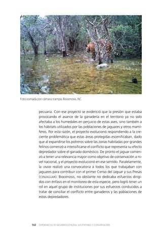 EXPERIENCIAS DE DESARROLLO RURAL SUSTENTABLE Y CONSERVACIÓN142
pecuaria. Con ese proyecto se evidenció que la presión que estaba
provocando el avance de la ganadería en el territorio ya no solo
afectaba a los humedales en perjuicio de estas aves, sino también a
los hábitats utilizados por las poblaciones de jaguares y otros mamí­
feros. Por esta razón, el proyecto evolucionó respondiendo a la cre­
ciente problemática que estas áreas protegidas escenificaban, dado
que al expandirse los potreros sobre las zonas habitadas por grandes
felinos comenzó a intensificarse el conflicto que representa su efecto
depredador sobre el ganado doméstico. De pronto el jaguar comen­
zó a tener una relevancia mayor como objetivo de conservación a ni­
vel nacional, y el proyecto evolucionó en ese sentido. Paralelamente,
la UNAM realizó una convocatoria a todos los que trabajaban con
jaguares para contribuir con el primer Censo del Jaguar y sus Presas
(CENJAGUAR). Biocenosis, no obstante no dedicaba esfuerzos dirigi­
dos con énfasis en el monitoreo de esta especie, pero logró tener un
rol en aquel grupo de instituciones por sus esfuerzos conducidos a
tratar de conciliar el conflicto entre ganaderos y las poblaciones de
estos depredadores.
Foto tomada por cámara trampa, Biocenosis, AC.
 