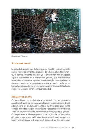 143MONITOREO DE BIODIVERSIDAD Y CONSERVACIÓN
Situación inicial
La actividad ganadera en la Península de Yucatán es relativamente
nueva, ya que se remonta a alrededor de 60 años atrás. No obstan­
te, es tiempo suficiente para que ya se encuentren muy arraigadas
algunas costumbres en el manejo del ganado, que lo hacen más
susceptible al ataque de jaguares. Como ejemplo, durante el día los
vaqueros mantienen al ganado en corrales, y cuando cae la noche
los sueltan para pastorear en el monte, justamente durante las horas
en que los jaguares tienen su mayor actividad.
Momentos clave
Como es lógico, no podía iniciarse un acuerdo con los ganaderos
con el simple pretexto de conservar al jaguar. La propuesta se dirigió
a beneficiar a los productores vecinos de las áreas protegidas con la
entrega de ciertos equipos en comodato y capacitaciones tendientes
a reducir las probabilidades de encuentros entre jaguares y ganado.
Como primera medida se propuso la dotación, instalación y capacita­
ción para el uso de cercos eléctricos. Inicialmente, los cercos eléctricos
fueron utilizados para instrumentar el sistema de pastoreo intensivo
Ganadería en Yucatán.
 
