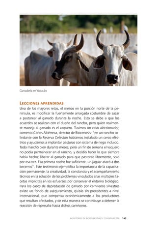 145MONITOREO DE BIODIVERSIDAD Y CONSERVACIÓN
Lecciones aprendidas
Uno de los mayores retos, el menos en la porción norte de la pe­
nínsula, es modificar la fuertemente arraigada costumbre de sacar
a pastorear al ganado durante la noche. Esto se debe a que los
acuerdos se realizan con el dueño del rancho, pero quien realmen­
te maneja al ganado es el vaquero. Tuvimos un caso aleccionador,
comenta Carlos Alcérreca, director de Biocenosis: “en un rancho co­
lindante con la Reserva Celestún habíamos instalado un cerco eléc­
trico y ayudamos a implantar pasturas con sistema de riego incluido.
Todo marchó bien durante meses, pero un fin de semana el vaquero
no podía permanecer en el rancho, y decidió hacer lo que siempre
había hecho: liberar al ganado para que pastoree libremente, solo
por esa vez. Esa primera noche fue suficiente, un jaguar atacó a dos
becerros”. Este testimonio ejemplifica la importancia de la capacita­
ción permanente, la creatividad, la constancia y el acompañamiento
técnico en la solución de los problemas vinculados a las múltiples fa­
cetas implícitas en los esfuerzos por conservar el entorno biológico.
Para los casos de depredación de ganado por carnívoros silvestres
existe un fondo de aseguramiento, quizás sin precedentes a nivel
internacional, que compensa económicamente a los productores
que resultan afectados, y de esta manera se contribuye a detener la
reacción de represalia hacia dichos carnívoros.
Ganadería en Yucatán.
 