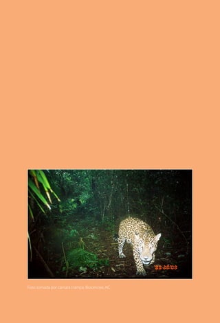 Foto tomada por cámara trampa, Biocenosis, AC.
 