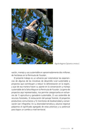 17INTRODUCCIÓN
vación, manejo y uso sustentable en aproximadamente dos millones
de hectáreas en la Península de Yucatán.
El presente trabajo es un esfuerzo por sistematizar las experien­
cias de algunas de las iniciativas de desarrollo rural sustentable y
proyectos que contribuyen a reducir la deforestación en la región,
y que de esa manera hacen su aporte en la conservación y manejo
sustentable de la Selva Maya en la Península de Yucatán. La gama de
proyectos aquí representados, nos permite categorizarlos en esfuer­
zos de 1) agricultura y ganadería sustentable, 2) uso sostenible de
recursos forestales, 3) restauración del paisaje forestal, 4) proyectos
productivos comunitarios y 5) monitoreo de biodiversidad y conser­
vación (ver infografía). En su diversidad temática y alcance regional
palpamos el significado agregado de estas prácticas y su potencial
para lograr un cambio a nivel territorial.
Águila elegante (Spizaetus ornatus)
 