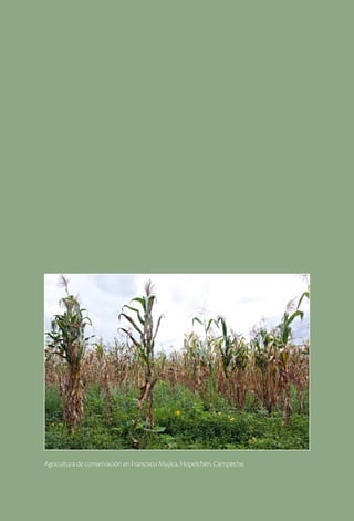 Agricultura de conservación en Francisco Mujica, Hopelchén, Campeche.
 