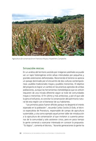 EXPERIENCIAS DE DESARROLLO RURAL SUSTENTABLE Y CONSERVACIÓN22
Situación inicial
En un análisis del territorio asistido por imágenes satelitales se puede
ver un tapiz heterogéneo entre selvas intercaladas por pequeñas y
grandes extensiones deforestadas. Recorriendo el terreno se aprecia
un paisaje dominado por el encuentro de dos culturas contemporá­
neas: pueblos tradicionales mayas y pueblos menonitas. El objetivo
del proyecto es lograr un cambio en las prácticas agrícolas de ambas
poblaciones, aunque las herramientas metodológicas que se utilicen
requieren de una mirada diferente según se trate de comunidades
mayas o menonitas. El fin último y más ambicioso, y por el que vale
la pena el esfuerzo, es conciliar la conservación del patrimonio natu­
ral de esta región con el bienestar de sus habitantes.
“Los primeros pasos fueron difíciles porque no despertó el interés
esperado en la población”, recuerda Carlos Cecilio Zi Dzib, el técni­
co especialista de Pronatura, responsable de campo de agricultura
sustentable, y cita como ejemplo aquel primer taller de introducción
a la agricultura de conservación al que invitaron a cuarenta perso­
nas de la comunidad y solo asistieron cinco, pero en poco tiempo
la gente comenzó a acercarse interesada en conocer la propuesta.
“Es lógico”, comenta el técnico, “durante generaciones la gente ha
Agricultura de conservación en Francisco Mujica, Hopelchén, Campeche.
 