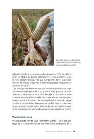 AGRICULTURA Y GANADERÍA SUSTENTABLE 23
trabajado arando la tierra y aplicando agroquímicos. Por ejemplo, si
tienen un ataque de gusano cogollero en el maíz, piensan: ¿cómo
no voy a aplicar insecticida? Lo que es más difícil de ver es que con
rotación de cultivos rompemos el ciclo de las plagas y reducimos el
uso de insecticidas”.
La propuesta es demostrar que con mínimo movimiento de suelo
se conservan las propiedades físico químicas y la capacidad de alma­
cenamiento de agua en el perfil. También dejar el rastrojo en el terre­
no ayuda a mantener la humedad del suelo, a la vez que incorpora
materia orgánica. Por último, la rotación de cultivos no solo rompe
con el ciclo natural de las plagas sino que también aporta nuevos nu­
trientes al suelo, por ejemplo si después de un maíz hacemos un ci­
clo de frijol estaremos aportando nitrógeno para el próximo cultivo.
Momentos clave
Para el proyecto ha sido clave “aprender haciendo”, y por eso, con
apoyo de la Alianza MREDD+, se inició con cinco productores de la
Izquierda, mazorca en agricultura
convencional; derecha mazorca en
agricultura de conservación.
 