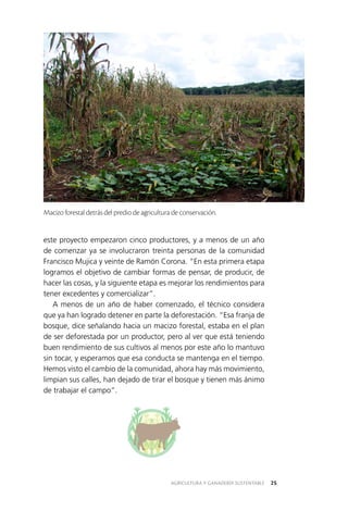AGRICULTURA Y GANADERÍA SUSTENTABLE 25
este proyecto empezaron cinco productores, y a menos de un año
de comenzar ya se involucraron treinta personas de la comunidad
Francisco Mujica y veinte de Ramón Corona. “En esta primera etapa
logramos el objetivo de cambiar formas de pensar, de producir, de
hacer las cosas, y la siguiente etapa es mejorar los rendimientos para
tener excedentes y comercializar”.
A menos de un año de haber comenzado, el técnico considera
que ya han logrado detener en parte la deforestación. “Esa franja de
bosque, dice señalando hacia un macizo forestal, estaba en el plan
de ser deforestada por un productor, pero al ver que está teniendo
buen rendimiento de sus cultivos al menos por este año lo mantuvo
sin tocar, y esperamos que esa conducta se mantenga en el tiempo.
Hemos visto el cambio de la comunidad, ahora hay más movimiento,
limpian sus calles, han dejado de tirar el bosque y tienen más ánimo
de trabajar el campo”.
Macizo forestal detrás del predio de agricultura de conservación.
 
