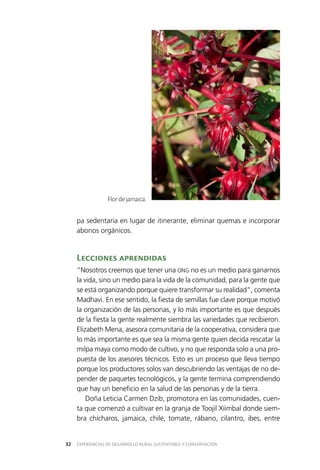 EXPERIENCIAS DE DESARROLLO RURAL SUSTENTABLE Y CONSERVACIÓN32
pa sedentaria en lugar de itinerante, eliminar quemas e incorporar
abonos orgánicos.
Lecciones aprendidas
“Nosotros creemos que tener una ONG no es un medio para ganarnos
la vida, sino un medio para la vida de la comunidad, para la gente que
se está organizando porque quiere transformar su realidad”, comenta
Madhavi. En ese sentido, la fiesta de semillas fue clave porque motivó
la organización de las personas, y lo más importante es que después
de la fiesta la gente realmente siembra las variedades que recibieron.
Elizabeth Mena, asesora comunitaria de la cooperativa, considera que
lo más importante es que sea la misma gente quien decida rescatar la
milpa maya como modo de cultivo, y no que responda solo a una pro­
puesta de los asesores técnicos. Esto es un proceso que lleva tiempo
porque los productores solos van descubriendo las ventajas de no de­
pender de paquetes tecnológicos, y la gente termina comprendiendo
que hay un beneficio en la salud de las personas y de la tierra.
Doña Leticia Carmen Dzib, promotora en las comunidades, cuen­
ta que comenzó a cultivar en la granja de Toojil Xíimbal donde siem­
bra chícharos, jamaica, chile, tomate, rábano, cilantro, ibes, entre
Flor de jamaica.
 