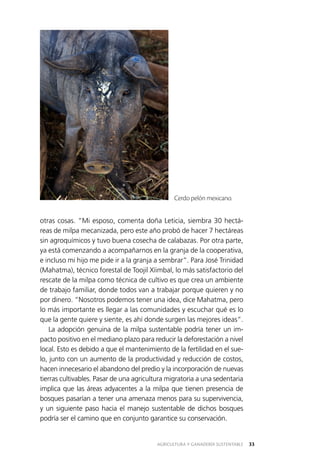 AGRICULTURA Y GANADERÍA SUSTENTABLE 33
otras cosas. “Mi esposo, comenta doña Leticia, siembra 30 hectá­
reas de milpa mecanizada, pero este año probó de hacer 7 hectáreas
sin agroquímicos y tuvo buena cosecha de calabazas. Por otra parte,
ya está comenzando a acompañarnos en la granja de la cooperativa,
e incluso mi hijo me pide ir a la granja a sembrar”. Para José Trinidad
(Mahatma), técnico forestal de Toojil Xíimbal, lo más satisfactorio del
rescate de la milpa como técnica de cultivo es que crea un ambiente
de trabajo familiar, donde todos van a trabajar porque quieren y no
por dinero. “Nosotros podemos tener una idea, dice Mahatma, pero
lo más importante es llegar a las comunidades y escuchar qué es lo
que la gente quiere y siente, es ahí donde surgen las mejores ideas”.
La adopción genuina de la milpa sustentable podría tener un im­
pacto positivo en el mediano plazo para reducir la deforestación a nivel
local. Esto es debido a que el mantenimiento de la fertilidad en el sue­
lo, junto con un aumento de la productividad y reducción de costos,
hacen innecesario el abandono del predio y la incorporación de nuevas
tierras cultivables. Pasar de una agricultura migratoria a una sedentaria
implica que las áreas adyacentes a la milpa que tienen presencia de
bosques pasarían a tener una amenaza menos para su supervivencia,
y un siguiente paso hacia el manejo sustentable de dichos bosques
podría ser el camino que en conjunto garantice su conservación.
Cerdo pelón mexicano.
 