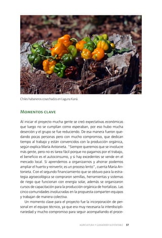 AGRICULTURA Y GANADERÍA SUSTENTABLE 37
Momentos clave
Al iniciar el proyecto mucha gente se creó expectativas económicas
que luego no se cumplían como esperaban, por eso hubo mucha
deserción y el grupo se fue reduciendo. De esa manera fueron que­
dando pocas personas pero con mucho compromiso, que dedican
tiempo al trabajo y están convencidos con la producción orgánica,
según explica María Antonieta. “Siempre queremos que se involucre
más gente, pero no es tarea fácil porque no pagamos por el trabajo,
el beneficio es el autoconsumo, y si hay excedentes se vende en el
mercado local. Si aprendemos a organizarnos y ahorrar podemos
ampliar el huerto y reinvertir, es un proceso lento”, cuenta María An­
tonieta. Con el segundo financiamiento que se obtuvo para la estra­
tegia agroecológica se compraron semillas, herramientas y sistemas
de riego que funcionan con energía solar, además se organizaron
cursos de capacitación para la producción orgánica de hortalizas. Las
cinco comunidades involucradas en la propuesta comparten equipos
y trabajan de manera colectiva.
Un momento clave para el proyecto fue la incorporación de per­
sonal en el equipo técnico, ya que era muy necesaria la interdiscipli­
nariedad y mucho compromiso para seguir acompañando el proce­
Chiles habaneros cosechados en Laguna Kaná.
 