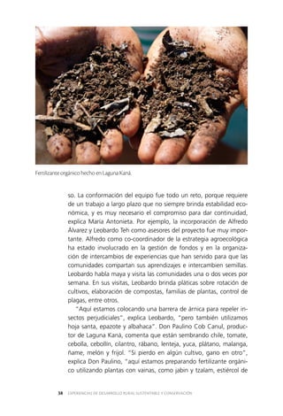EXPERIENCIAS DE DESARROLLO RURAL SUSTENTABLE Y CONSERVACIÓN38
so. La conformación del equipo fue todo un reto, porque requiere
de un trabajo a largo plazo que no siempre brinda estabilidad eco­
nómica, y es muy necesario el compromiso para dar continuidad,
explica María Antonieta. Por ejemplo, la incorporación de Alfredo
Álvarez y Leobardo Teh como asesores del proyecto fue muy impor­
tante. Alfredo como co-coordinador de la estrategia agroecológica
ha estado involucrado en la gestión de fondos y en la organiza­
ción de intercambios de experiencias que han servido para que las
comunidades compartan sus aprendizajes e intercambien semillas.
Leobardo habla maya y visita las comunidades una o dos veces por
semana. En sus visitas, Leobardo brinda pláticas sobre rotación de
cultivos, elaboración de compostas, familias de plantas, control de
plagas, entre otros.
“Aquí estamos colocando una barrera de árnica para repeler in­
sectos perjudiciales”, explica Leobardo, “pero también utilizamos
hoja santa, epazote y albahaca”. Don Paulino Cob Canul, produc­
tor de Laguna Kaná, comenta que están sembrando chile, tomate,
cebolla, cebollín, cilantro, rábano, lenteja, yuca, plátano, malanga,
ñame, melón y frijol. “Si pierdo en algún cultivo, gano en otro”,
explica Don Paulino, “aquí estamos preparando fertilizante orgáni­
co utilizando plantas con vainas, como jabin y tzalam, estiércol de
Fertilizante orgánico hecho en Laguna Kaná.
 