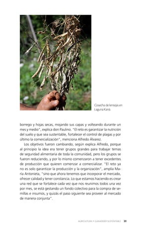 AGRICULTURA Y GANADERÍA SUSTENTABLE 39
borrego y hojas secas, mojando sus capas y volteando durante un
mes y medio”, explica don Paulino. “El reto es garantizar la nutrición
del suelo y que sea sustentable, fortalecer el control de plagas y por
último la comercialización”, menciona Alfredo Álvarez.
Los objetivos fueron cambiando, según explica Alfredo, porque
al principio la idea era tener grupos grandes para trabajar temas
de seguridad alimentaria de toda la comunidad, pero los grupos se
fueron reduciendo, y por lo mismo comenzaron a tener excedentes
de producción que quieren comenzar a comercializar. “El reto ya
no es solo garantizar la producción y la organización”, amplía Ma­
ría Antonieta, “sino que ahora tenemos que incorporar el mercado,
ofrecer calidad y tener constancia. Lo que estamos haciendo es crear
una red que se fortalece cada vez que nos reunimos todos una vez
por mes, se está gestando un fondo colectivo para la compra de se­
millas e insumos, y quizás el paso siguiente sea proveer al mercado
de manera conjunta”.
Cosecha de lentejas en
Laguna Kaná.
 