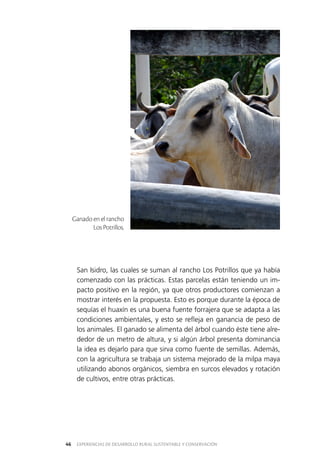 EXPERIENCIAS DE DESARROLLO RURAL SUSTENTABLE Y CONSERVACIÓN46
San Isidro, las cuales se suman al rancho Los Potrillos que ya había
comenzado con las prácticas. Estas parcelas están teniendo un im­
pacto positivo en la región, ya que otros productores comienzan a
mostrar interés en la propuesta. Esto es porque durante la época de
sequías el huaxín es una buena fuente forrajera que se adapta a las
condiciones ambientales, y esto se refleja en ganancia de peso de
los animales. El ganado se alimenta del árbol cuando éste tiene alre­
dedor de un metro de altura, y si algún árbol presenta dominancia
la idea es dejarlo para que sirva como fuente de semillas. Además,
con la agricultura se trabaja un sistema mejorado de la milpa maya
utilizando abonos orgánicos, siembra en surcos elevados y rotación
de cultivos, entre otras prácticas.
Ganado en el rancho
Los Potrillos.
 