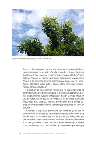 EXPERIENCIAS DE DESARROLLO RURAL SUSTENTABLE Y CONSERVACIÓN48
fuertes, y también para que sea una fuente de regeneración de es­
pecies forestales como jabín (Piscidia piscipula) o tzalam (Lysiloma
latisiliquum). “Al fomentar el t’olche’ invertimos en el futuro”, dice
Palomo, “porque las especies que logran desarrollarse servirán como
forraje, leña, alimento, sombra, perchero para aves e insectos bené­
ficos, y además se puede extraer plantas útiles, comestibles, medici­
nales y para construcción”.
En palabras de José Jeremías Palomo Kú, “a los campesinos no
tenemos mucho que enseñarles pero sí mucho que recordarles, por­
que originalmente nuestros antepasados hacían la milpa maya en
una hectárea, no en diez ni en veinte. En esa hectárea cultivaban
maíz, frijol, ibes, calabaza, camote, mínimo eran diez o quince cul­
tivos. El beneficio está presente siempre que pongamos un árbol en
el suelo”.
Aumentar la capacidad productiva por hectárea, junto con el
cambio de visión que se está fomentando respecto de incluir a los
árboles como componente esencial del paisaje ganadero, reduce la
presión sobre la selva que aún está muy bien representada en esta
zona. Los ganaderos comienzan a dejar de ver a la selva y los árboles
como un enemigo de la productividad, y comprueban que un mayor
Especie melífera en el potrero del rancho Los Potrillos.
 