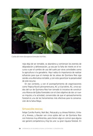 EXPERIENCIAS DE DESARROLLO RURAL SUSTENTABLE Y CONSERVACIÓN54
nejo deja de ser rentable, se abandona y comienzan los eventos de
degradación y deforestación, ya sea por la falta de interés en el re­
curso o por el cambio de uso del suelo por otras actividades como
la agricultura o la ganadería. Aquí radica la importancia de realizar
esfuerzos para que el manejo de las selvas de Quintana Roo siga
siendo una alternativa rentable, y con esto garantizar la perpetuidad
de este recurso.
En ese contexto, y con el acompañamiento de organizaciones
como Trópica Rural Latinoamericana, AC y U’yo’olché, AC, cinco eji­
dos del sur de Quintana Roo han tomado la iniciativa de constituir
una Alianza de Ejidos Forestales con el claro objetivo de dar un nue­
vo impulso a la actividad, convencidos de que el aprovechamiento
forestal es una de las herramientas más efectivas para la conserva­
ción de la Selva Maya.
Situación inicial
Felipe Carrillo Puerto, Noh Bec, Petcacab y su Anexo Polinkin, X-Ha­
zil y Anexos, y Bacalar son cinco ejidos del sur de Quintana Roo
con historias muy diferentes, pero tienen algo en común que alguna
vez generó competencia y hoy los une: su gran riqueza forestal. En
Caoba del vivero de especies forestales Noh Bec.
 