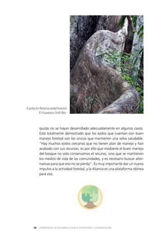EXPERIENCIAS DE DESARROLLO RURAL SUSTENTABLE Y CONSERVACIÓN58
quizás no se hayan desarrollado adecuadamente en algunos casos.
Está totalmente demostrado que los ejidos que cuentan con buen
manejo forestal son los únicos que mantienen una selva saludable.
“Hay muchos ejidos cercanos que no tienen plan de manejo y han
acabado con sus recursos, es por ello que mediante el buen manejo
del bosque no solo conservamos el recurso, sino que se mantienen
los medios de vida de las comunidades, y es necesario buscar alter­
nativas para que eso no se pierda”. Es muy importante dar un nuevo
impulso a la actividad forestal, y la Alianza es una plataforma idónea
para eso.
Caoba en Reserva ejidal forestal
El Huasteco, Noh Bec.
 