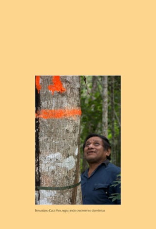 Benustiano Cutz Mex, registrando crecimiento diamétrico.
 