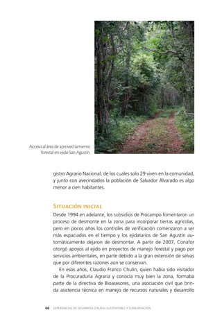 EXPERIENCIAS DE DESARROLLO RURAL SUSTENTABLE Y CONSERVACIÓN66
gistro Agrario Nacional, de los cuales solo 29 viven en la comunidad,
y junto con avecindados la población de Salvador Alvarado es algo
menor a cien habitantes.
Situación inicial
Desde 1994 en adelante, los subsidios de Procampo fomentaron un
proceso de desmonte en la zona para incorporar tierras agrícolas,
pero en pocos años los controles de verificación comenzaron a ser
más espaciados en el tiempo y los ejidatarios de San Agustín au­
tomáticamente dejaron de desmontar. A partir de 2007, Conafor
otorgó apoyos al ejido en proyectos de manejo forestal y pago por
servicios ambientales, en parte debido a la gran extensión de selvas
que por diferentes razones aún se conservan.
En esos años, Claudio Franco Chulín, quien había sido visitador
de la Procuraduría Agraria y conocía muy bien la zona, formaba
parte de la directiva de Bioasesores, una asociación civil que brin­
da asistencia técnica en manejo de recursos naturales y desarrollo
Acceso al área de aprovechamiento
forestal en ejido San Agustín.
 