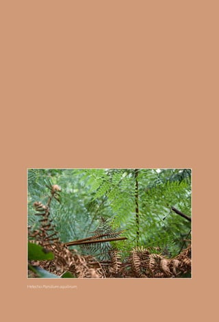 Helecho Pteridium aquilinum.
 