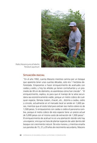 EXPERIENCIAS DE DESARROLLO RURAL SUSTENTABLE Y CONSERVACIÓN82
Situación inicial
“En el año 1992, cuenta Macario mientras camina por un bosque
que aparenta tener unas cuantas décadas, esto era 1 hectárea de­
forestada. Empezamos a hacer enriquecimiento de acahuales con
caoba y cedro, y hoy los árboles ya tienen contrafuertes y un pro­
medio de 30 cm de diámetro, es asombroso cómo han crecido”. “El
enriquecimiento, explica, es para que el manejo de la selva secun­
daria sea económicamente viable, porque un metro cúbico de cual­
quier especie, llámese tzalam, chacah, etc., distinta a caoba, cedro
o ciricote, actualmente en el mercado local se vende en 1,600 pe­
sos, mientras que el costo total para extraer ese metro cúbico es de
1,500 pesos. Si enriquecemos con caoba o cedro el panorama cam­
bia, porque el metro cúbico de esta especie tiene un precio actual
de 5,000 pesos con el mismo costo de extracción de 1,500 pesos”.
El enriquecimiento de acahual no es una plantación donde solo hay
una especie, sino que se trata de plantar especies de valor dentro del
bosque con crecimiento natural. De esta manera, y mientras enseña
sus parcelas de 15, 21 y 29 años de crecimiento secundario, Macario
Pedro Macario junto al helecho
Pteridium aquilinum
 