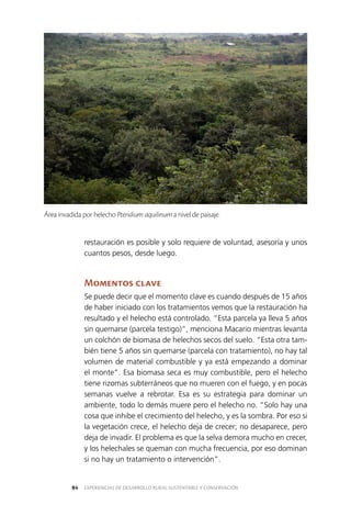 EXPERIENCIAS DE DESARROLLO RURAL SUSTENTABLE Y CONSERVACIÓN84
restauración es posible y solo requiere de voluntad, asesoría y unos
cuantos pesos, desde luego.
Momentos clave
Se puede decir que el momento clave es cuando después de 15 años
de haber iniciado con los tratamientos vemos que la restauración ha
resultado y el helecho está controlado. “Esta parcela ya lleva 5 años
sin quemarse (parcela testigo)”, menciona Macario mientras levanta
un colchón de biomasa de helechos secos del suelo. “Esta otra tam­
bién tiene 5 años sin quemarse (parcela con tratamiento), no hay tal
volumen de material combustible y ya está empezando a dominar
el monte”. Esa biomasa seca es muy combustible, pero el helecho
tiene rizomas subterráneos que no mueren con el fuego, y en pocas
semanas vuelve a rebrotar. Esa es su estrategia para dominar un
ambiente, todo lo demás muere pero el helecho no. “Solo hay una
cosa que inhibe el crecimiento del helecho, y es la sombra. Por eso si
la vegetación crece, el helecho deja de crecer; no desaparece, pero
deja de invadir. El problema es que la selva demora mucho en crecer,
y los helechales se queman con mucha frecuencia, por eso dominan
si no hay un tratamiento o intervención”.
Área invadida por helecho Pteridium aquilinum a nivel de paisaje.
 
