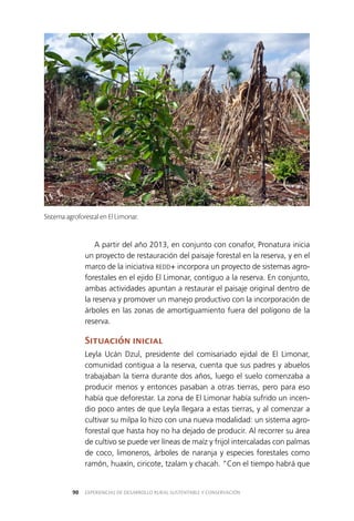 EXPERIENCIAS DE DESARROLLO RURAL SUSTENTABLE Y CONSERVACIÓN90
A partir del año 2013, en conjunto con conafor, Pronatura inicia
un proyecto de restauración del paisaje forestal en la reserva, y en el
marco de la iniciativa REDD+ incorpora un proyecto de sistemas agro­
forestales en el ejido El Limonar, contiguo a la reserva. En conjunto,
ambas actividades apuntan a restaurar el paisaje original dentro de
la reserva y promover un manejo productivo con la incorporación de
árboles en las zonas de amortiguamiento fuera del polígono de la
reserva.
Situación inicial
Leyla Ucán Dzul, presidente del comisariado ejidal de El Limonar,
comunidad contigua a la reserva, cuenta que sus padres y abuelos
trabajaban la tierra durante dos años, luego el suelo comenzaba a
producir menos y entonces pasaban a otras tierras, pero para eso
había que deforestar. La zona de El Limonar había sufrido un incen­
dio poco antes de que Leyla llegara a estas tierras, y al comenzar a
cultivar su milpa lo hizo con una nueva modalidad: un sistema agro­
forestal que hasta hoy no ha dejado de producir. Al recorrer su área
de cultivo se puede ver líneas de maíz y frijol intercaladas con palmas
de coco, limoneros, árboles de naranja y especies forestales como
ramón, huaxín, ciricote, tzalam y chacah. “Con el tiempo habrá que
Sistema agroforestal en El Limonar.
 