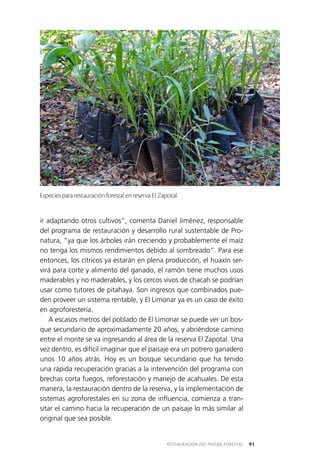 91RESTAURACIÓN DEL PAISAJE FORESTAL
ir adaptando otros cultivos”, comenta Daniel Jiménez, responsable
del programa de restauración y desarrollo rural sustentable de Pro­
natura, “ya que los árboles irán creciendo y probablemente el maíz
no tenga los mismos rendimientos debido al sombreado”. Para ese
entonces, los cítricos ya estarán en plena producción, el huaxín ser­
virá para corte y alimento del ganado, el ramón tiene muchos usos
maderables y no maderables, y los cercos vivos de chacah se podrían
usar como tutores de pitahaya. Son ingresos que combinados pue­
den proveer un sistema rentable, y El Limonar ya es un caso de éxito
en agroforestería.
A escasos metros del poblado de El Limonar se puede ver un bos­
que secundario de aproximadamente 20 años, y abriéndose camino
entre el monte se va ingresando al área de la reserva El Zapotal. Una
vez dentro, es difícil imaginar que el paisaje era un potrero ganadero
unos 10 años atrás. Hoy es un bosque secundario que ha tenido
una rápida recuperación gracias a la intervención del programa con
brechas corta fuegos, reforestación y manejo de acahuales. De esta
manera, la restauración dentro de la reserva, y la implementación de
sistemas agroforestales en su zona de influencia, comienza a tran­
sitar el camino hacia la recuperación de un paisaje lo más similar al
original que sea posible.
Especies para restauración forestal en reserva El Zapotal.
 