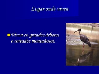 Lugar onde viven Viven en grandes árbores e cortados montañosos. 