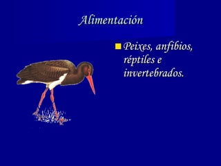 Alimentación Peixes, anfibios, réptiles e invertebrados. 