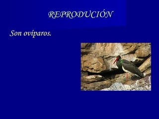 REPRODUCIÓN Son ovíparos. 