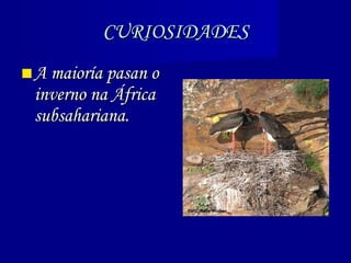 CURIOSIDADES A maioría pasan o inverno na África subsahariana. 