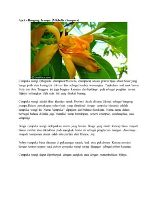 Aceh - Bungong Jeumpa (Michelia champaca)
Cempaka wangi (Magnolia champaca/Michelia champaca) adalah pohon hijau abadi besar yang
bunga putih atau kuningnya dikenal luas sebagai sumber wewangian. Tumbuhan asal anak benua
India dan Asia Tenggara ini juga berguna kayunya dan berfungsi pula sebagai penghias taman.
Bijinya terbungkus oleh salut biji yang disukai burung.
Cempaka wangi adalah flora identitas untuk Provinsi Aceh; di sana dikenal sebagai bungong
jeumpa.Dalam percakapan sehari-hari, yang dimaksud dengan cempaka biasanya adalah
cempaka wangi ini. Nama "cempaka" dipinjam dari bahasa Sanskerta. Nama-nama dalam
berbagai bahasa di India juga memiliki nama bermiripan, seperti champac, sonchaaphaa, atau
sampangi.
Bunga cempaka wangi melepaskan aroma yang harum. Bunga yang masih kuncup biasa menjadi
hiasan rambut atau diletakkan pada mangkuk berisi air sebagai pengharum ruangan. Aromanya
menjadi komponen utama salah satu parfum dari Prancis, Joy.
Pohon cempaka biasa ditanam di pekarangan rumah, kuil, atau pekuburan. Karena asosiasi
dengan tempat-tempat suci, pohon cempaka wangi sering dianggap sebagai pohon keramat.
Cempaka wangi dapat diperbanyak dengan cangkok atau dengan menumbuhkan bijinya.
 