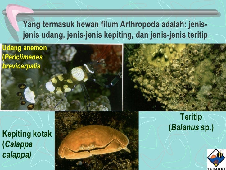Hewan-hewan bentos di perairan laut dangkal