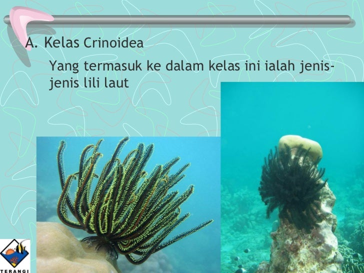 Download 9800 Gambar Ekosistem Laut Dangkal Keren Gratis