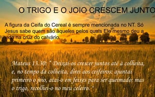 O TRIGO E O JOIO CRESCEM JUNTO
A figura da Ceifa do Cereal é sempre mencionada no NT. Só
Jesus sabe quem são àqueles pelos quais Ele mesmo deu a
vida na cruz do calvário.
Mateus 13.30: “ Deixai-os crescer juntos até à colheita,
e, no tempo da colheita, direi aos ceifeiros: ajuntai
primeiro o joio, atai-o em feixes para ser queimado; mas
o trigo, recolhei-o no meu celeiro. "
 