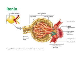 Renin
 Prorenin Renin
 Major determinant of rate of Ang-II production
 Synthesized and stored in the granular juxtaglomerular cells
located in the glomerular afferent arterioles
 Released via exocytosis into renal arterial circulation
 Enzyme; cleaves Ang-I from Angiotensinogen by proteolysis
Proconvertase I/Cathepsin B
Proteolysis
 