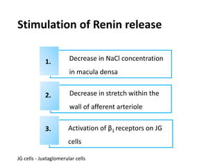 Stimulation of Renin release
Decrease in NaCl concentration
in macula densa
Decrease in stretch within the
wall of afferent arteriole
Activation of β1 receptors on JG
cells
1.
3.
2.
JG cells - Juxtaglomerular cells
 