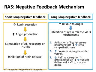 RAS: Negative Feedback Mechanism
Short-loop negative feedback
↑ Renin secretion
↑ Ang-II production
Stimulation of AT1 receptors on
JG cells
Inhibition of renin release.
Long-loop negative feedback
↑ BP due to Ang-II
Inhibition of renin release via 3
mechanisms
1. Activation of high-pressure
baroreceptors → ↑ renal
sympathetic tone
2. ↑ pressure in preglomerular
vessels
3. ↓ NaCl reabsorption in
proximal tubule → ↑ tubular
delivery of NaCl to macula
densa
AT1 receptors - Angiotensin 1 receptors
 