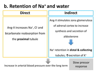 b. Retention of Na+ and water
Direct
Ang-II increases Na+, Cl- and
bicarbonate reabsorption from
the proximal tubule
Indirect
Ang-II stimulates zona glomerulosa
of adrenal cortex to increase
synthesis and secretion of
aldosterone
Na+ retention in distal & collecting
tubules; ↑excretion of K+
Increase in arterial blood pressure over the long term
Slow pressor
response
 
