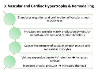 3. Vascular and Cardiac Hypertrophy & Remodelling
Stimulates migration and proliferation of vascular smooth
muscle cells
Increases extracellular matrix production by vascular
smooth muscle cells and cardiac fibroblasts
Causes hypertrophy of vascular smooth muscle cells
and cardiac myocytes
Volume expansion due to Na+ retention → Increases
preload
Increased arterial pressure → Increases afterload
 