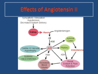 Effects of Angiotensin IIEffects of Angiotensin II
 