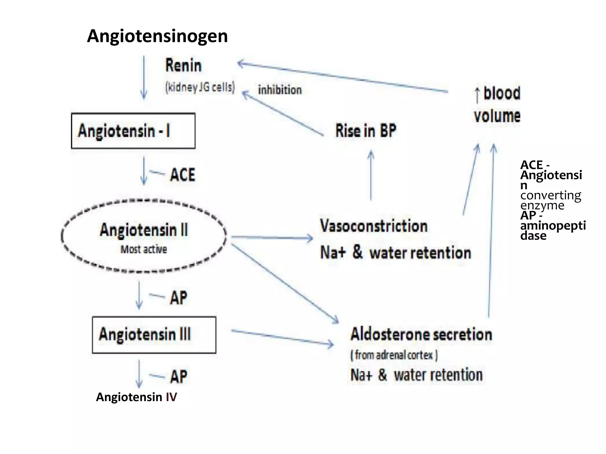 Drugs affecting on renin angiotensin system | PPTX